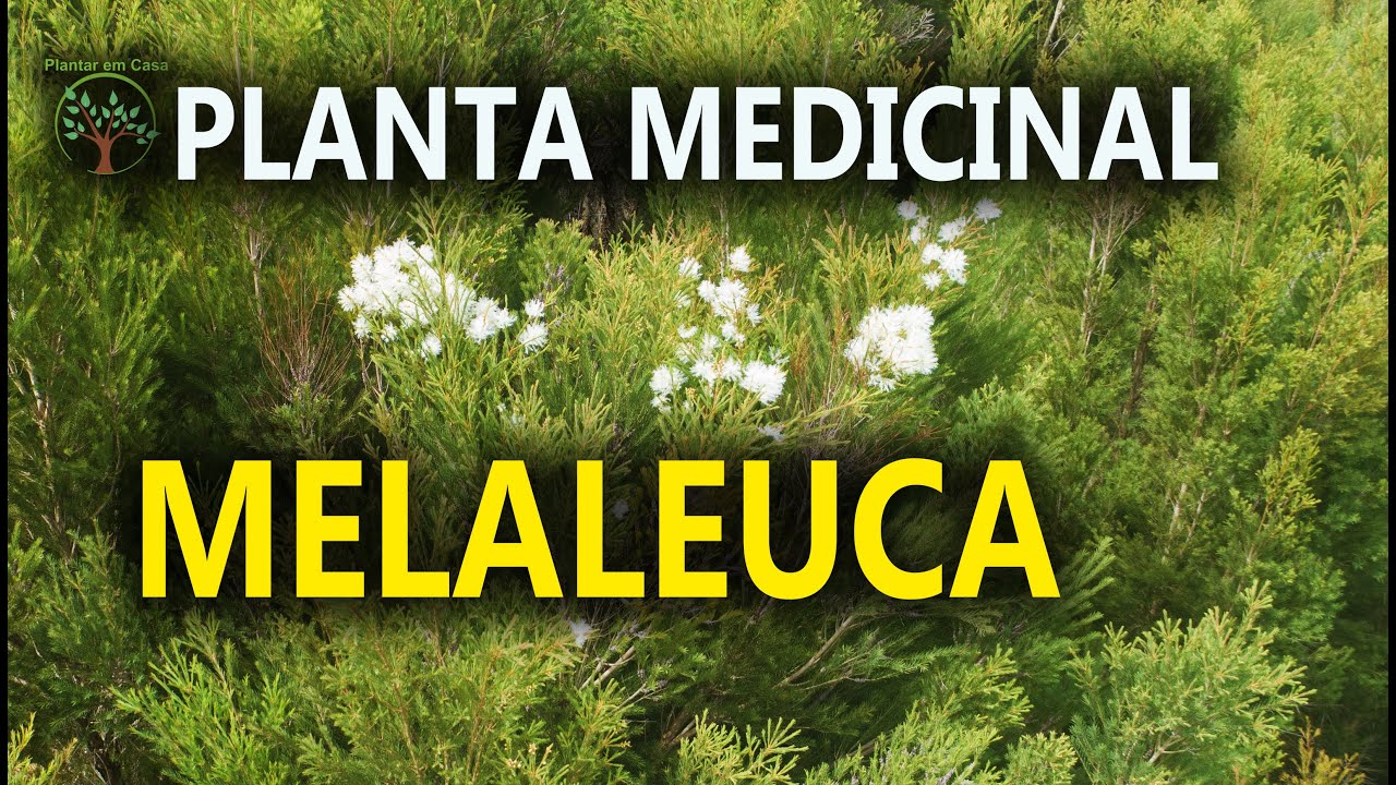 Melaleuca conheça e Entenda no Sítio das Melaleucas em Ibiuna SP
