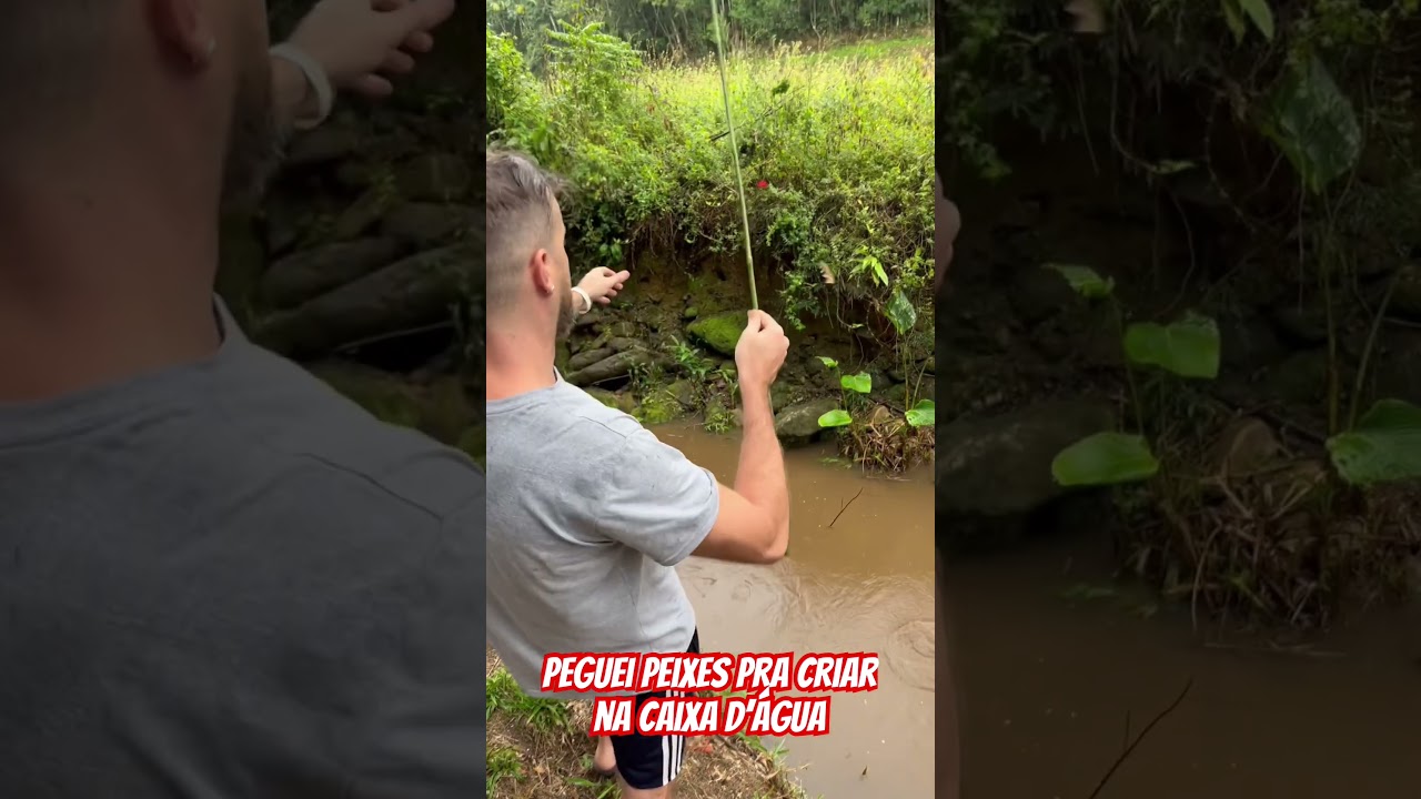 Pegando peixes no rio para por na caixa d&rsquo;&aacute;gua #pescaria #peixes #fishing #tilapia #pesca #agro #fy
