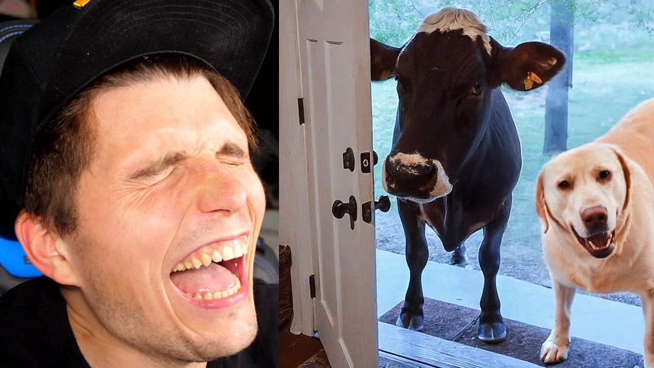 Paluten REAGIERT auf Wenn dein Haustier einen Freund mit nach Hause bringt