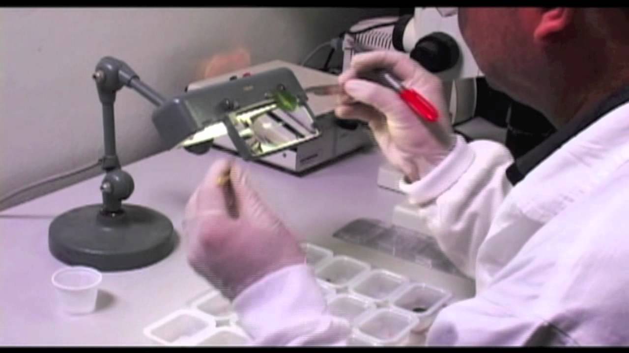 Tuta absoluta - IRAC Susceptibility Test Method No. 022