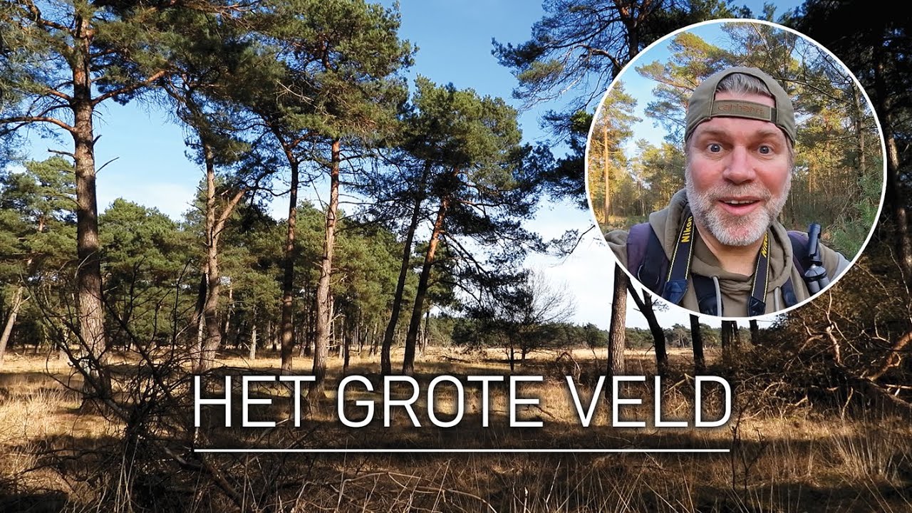 #55 -  HET GROTE VELD