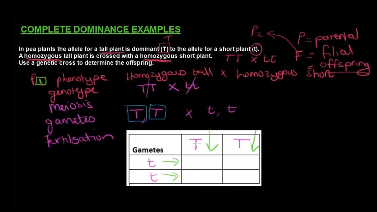 Gr 12 Life Sciences Genetics and Inheritance Part 2 Monohybrid Crosses
