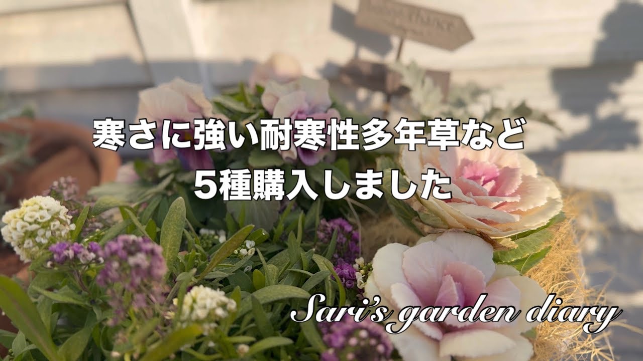 【ガーデニング】寒さに強い苗を5種購入/購入苗の紹介