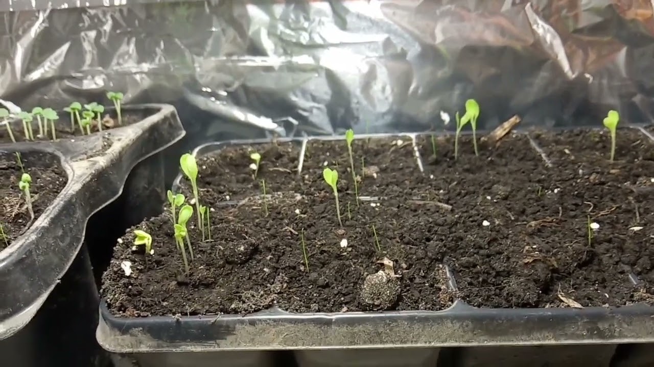 06. Pal&aacute;nta nevelő janu&aacute;r v&eacute;g&eacute;n