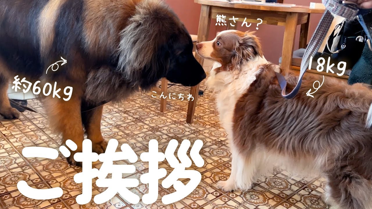 はじめて自分より遥かに大きい超大型犬に会った犬達の反応が可愛すぎた！！👀【ボーダーコリー・オーストラリアンシェパード】