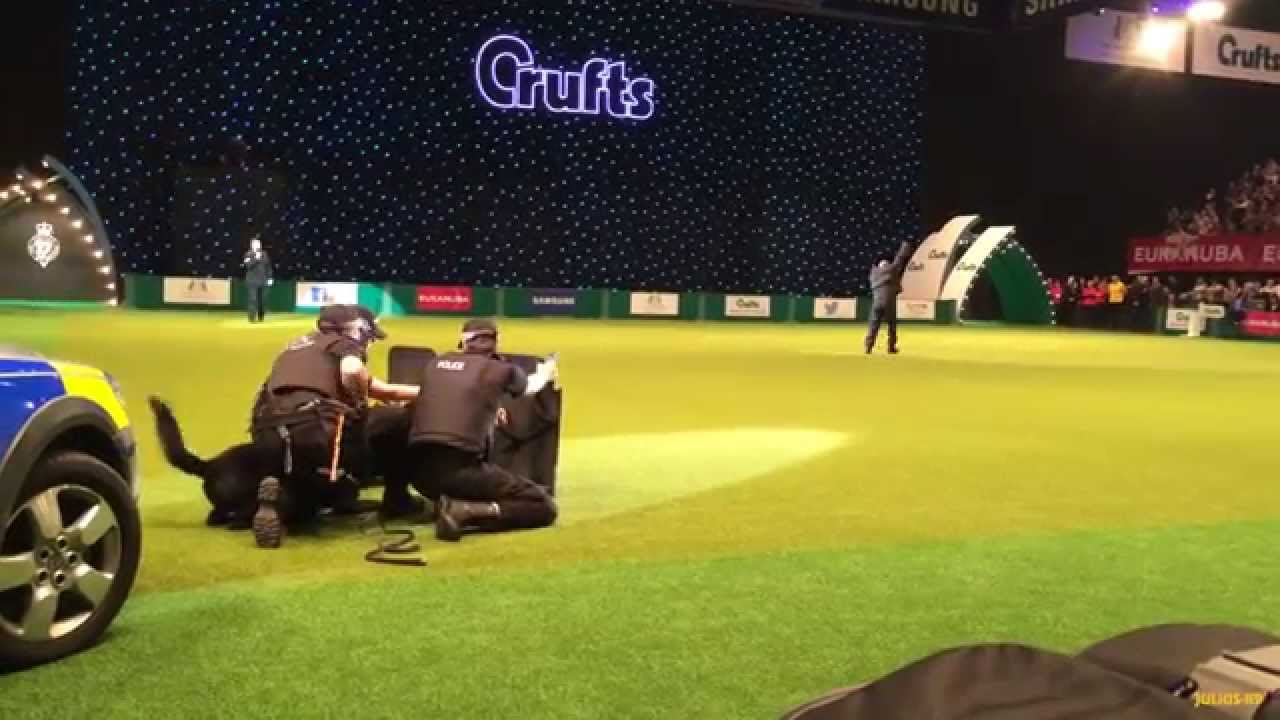 Julius-K9&reg; in action at Crufts Dog Show