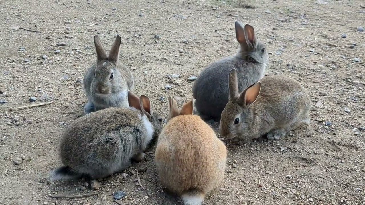 【くまとも】大久野島2025.12/うさぎ島/Rabbit Island⑤【Animaltravelvlog】