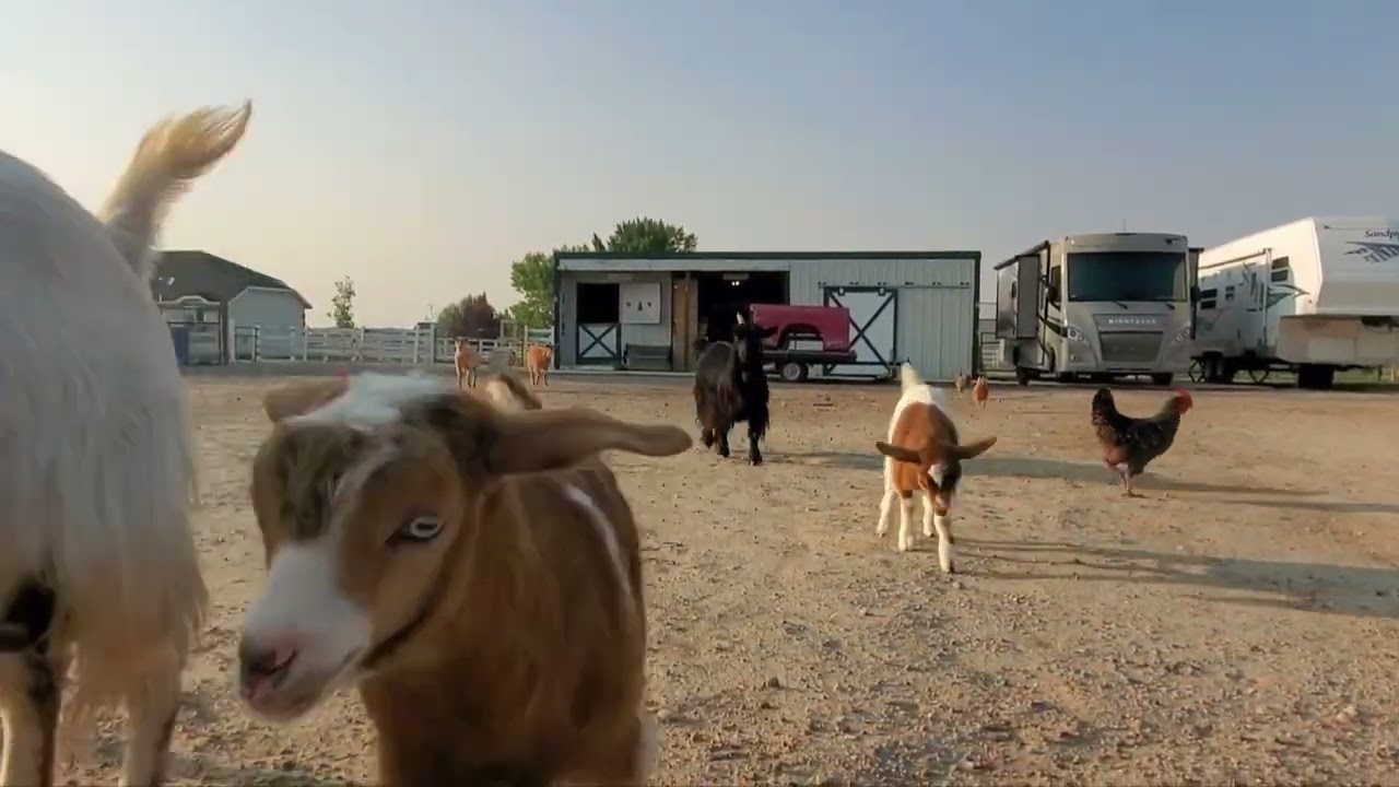 Mini Herd of Erda