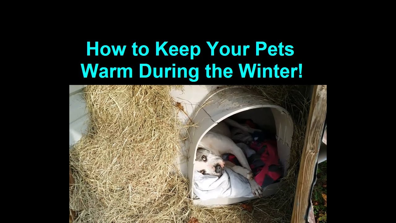 Как согреть собаку зимой — Warm Dog House