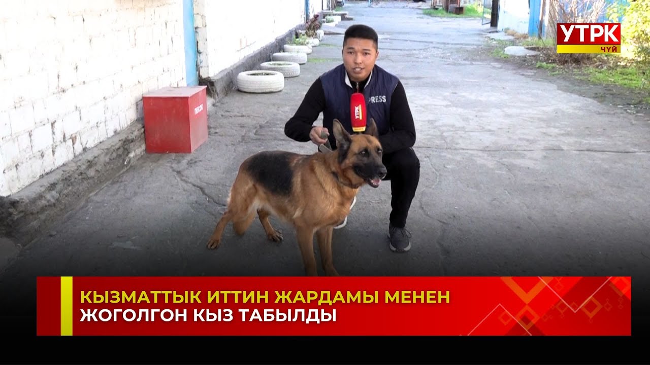 Аламүдүн районунда жоголгон кыз кызматтык иттин жардамы менен табылды