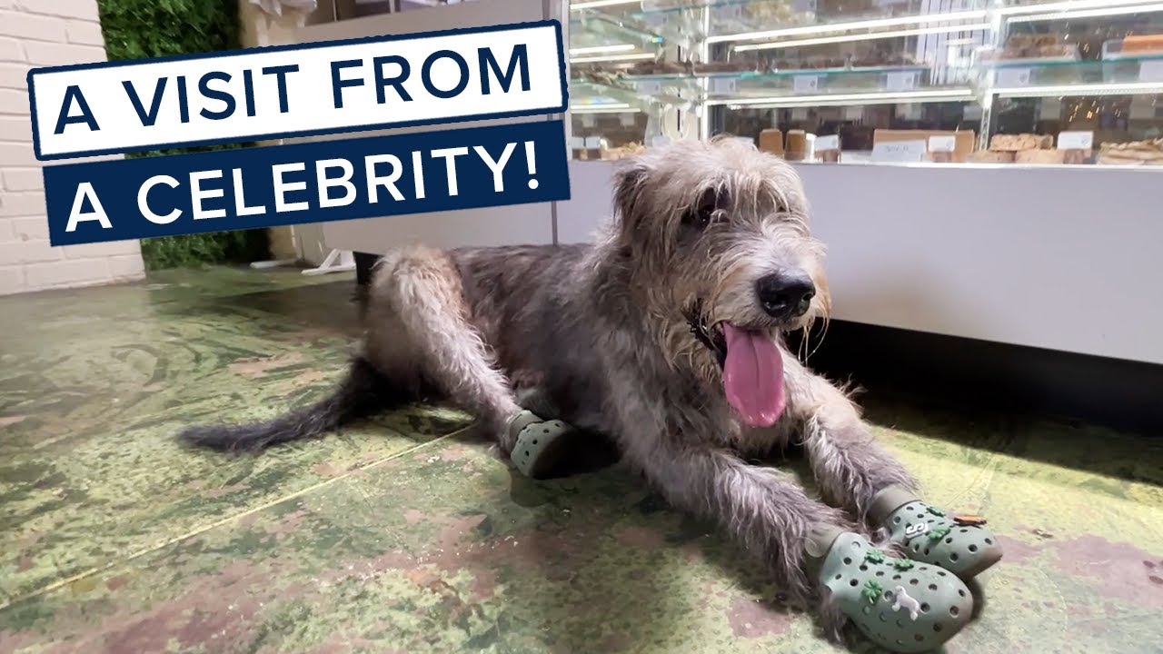 SULLY - The Famous Savannah Irish Wolfhound Visited Us: WAG-80