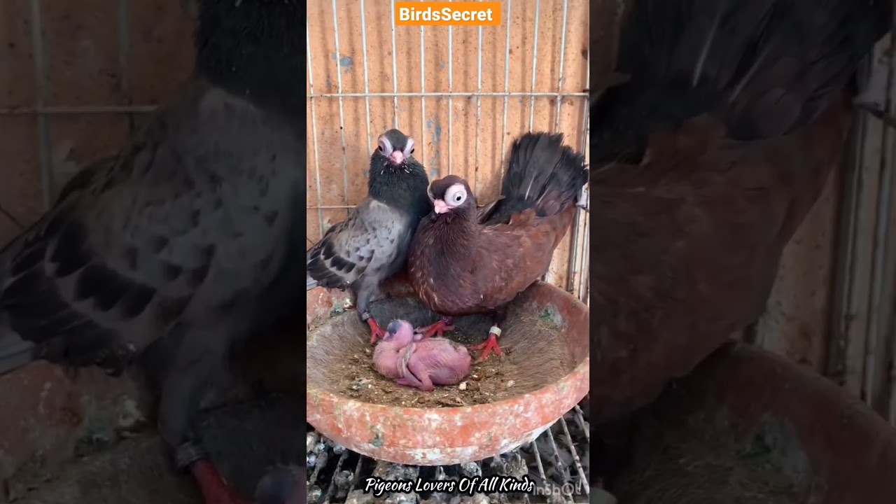 Fancy Pigeon pair with their young baby || Pigeon baby growth || BirdsSecret