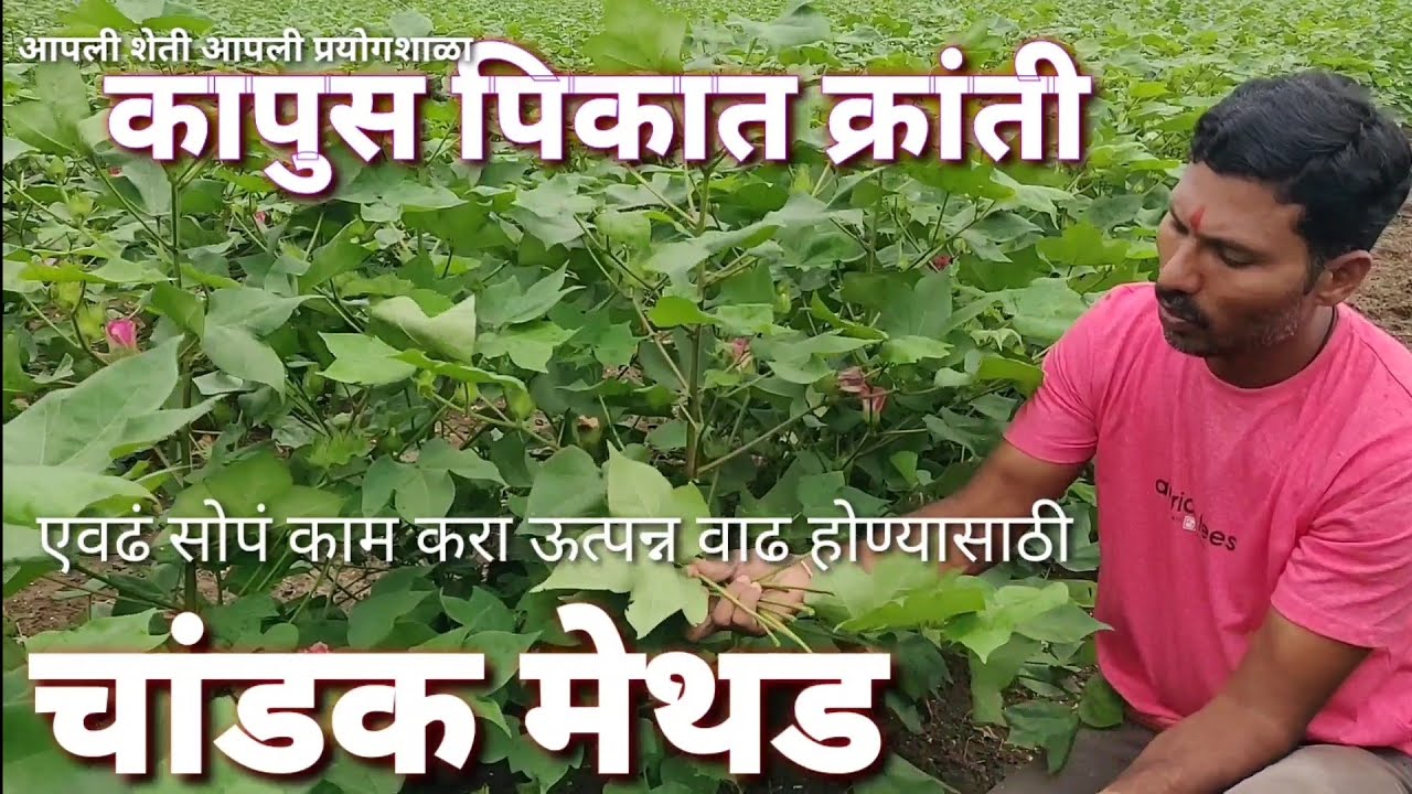 कापुस लागवड चाडंक मेथड कमी खर्चात जास्त उत्पन्न कापूस पानं काढणी