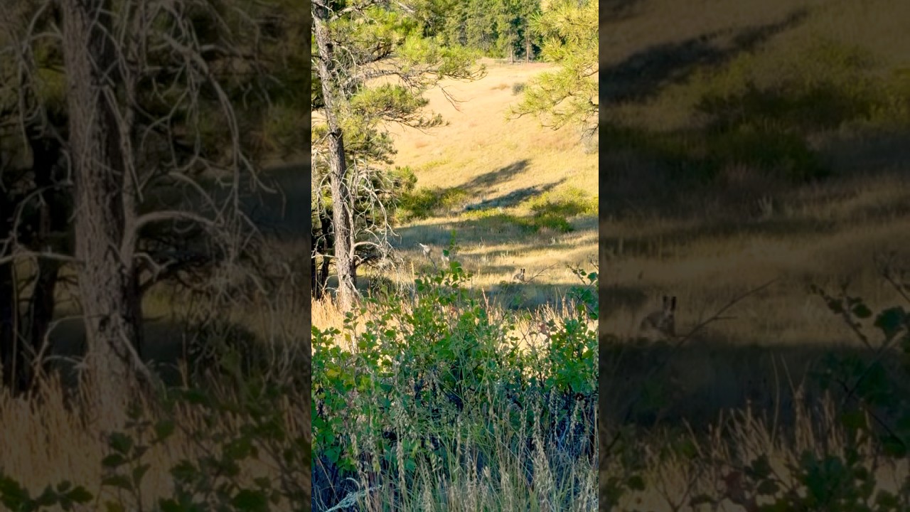 How We Start our Day in Our Montana Ranch 