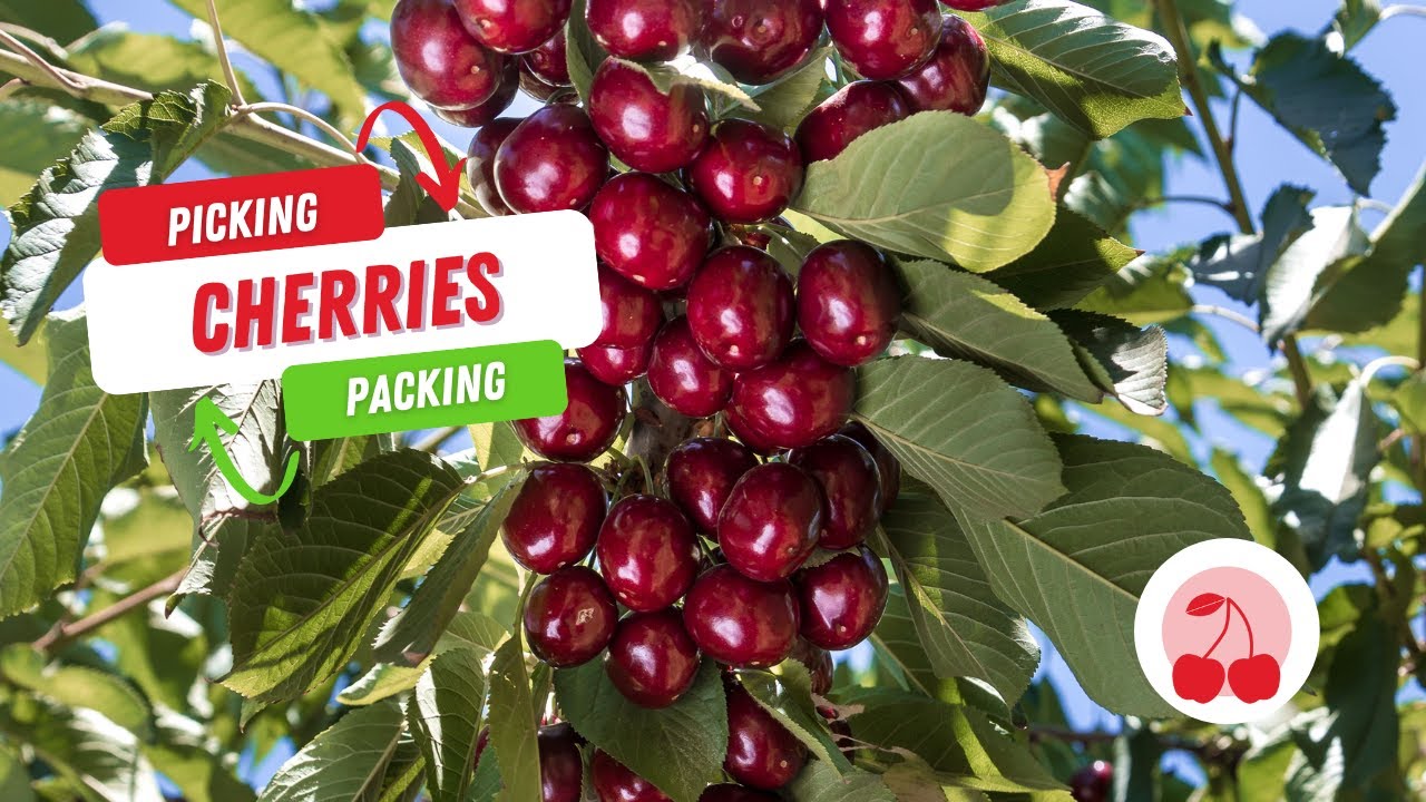 From Orchard to Export: Los Olmos' Cherries Workflow