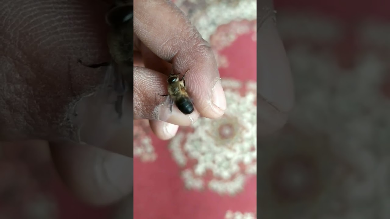 Drone male bee🐝 