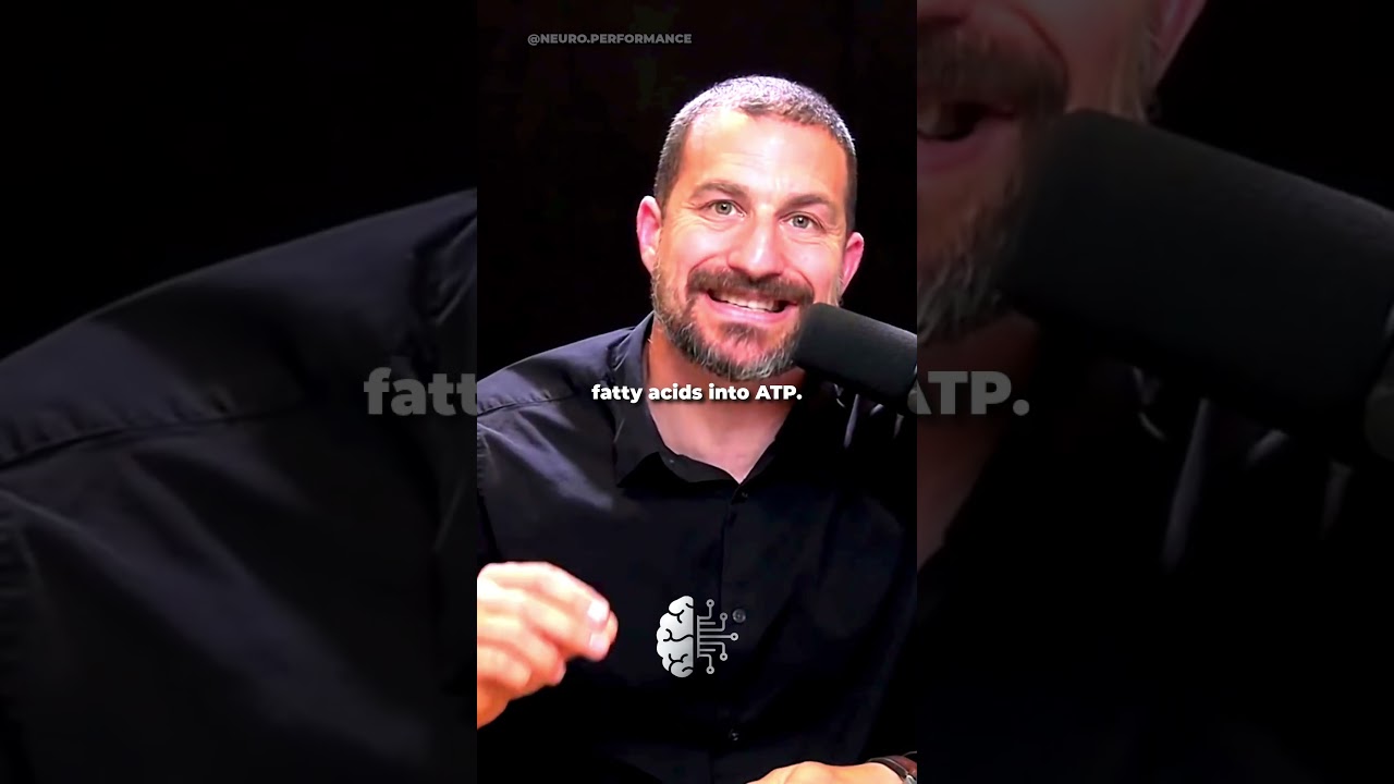 L-Carnitine Can Increase Weight Loss🧪 #fatloss #weightloss #andrewhuberman