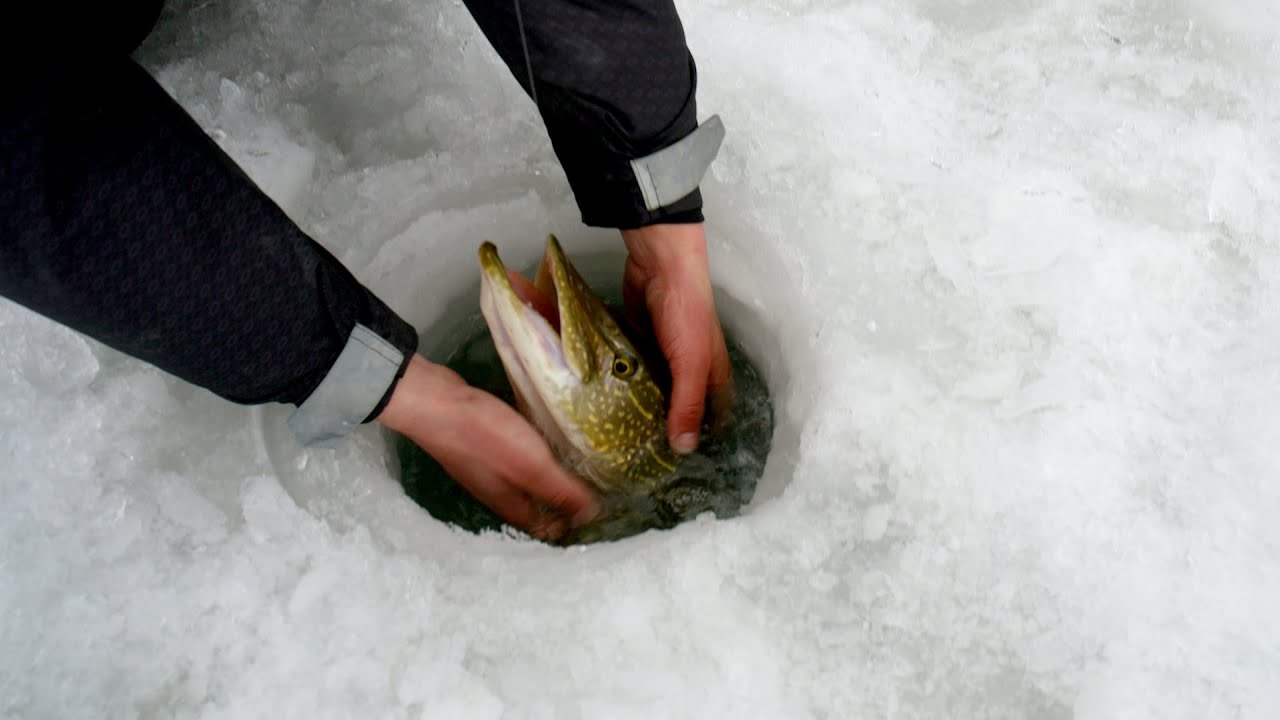 Multi Species Ice Fishing on Green Bay - Walleye - Pike - Whitefish - In Depth Outdoors TV S16 E16