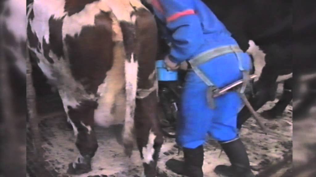 Målfrid og Oddmund Bustnes fikk i 2001 pris for veldrevet melkeproduksjon.