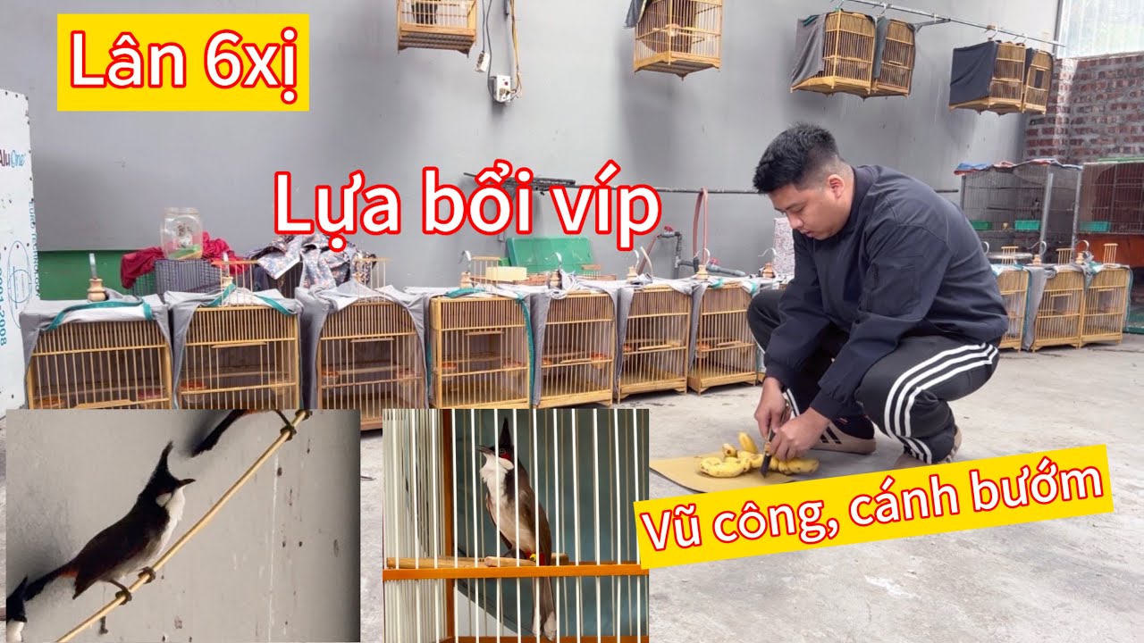 Tách 3 bé bổi cực chiến, bổi siêu mẫu nết vũ công càng chơi càng hay. Bổi bộ trâu siêu cầu