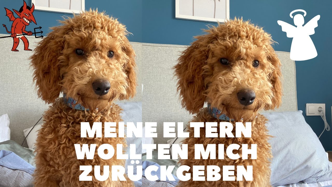 Welpen Realitätscheck nach 5 Monaten | Toy Pudel Lotti