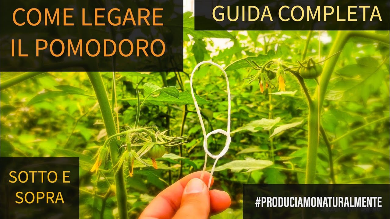 Legare Pomodoro in verticale sotto e sopra