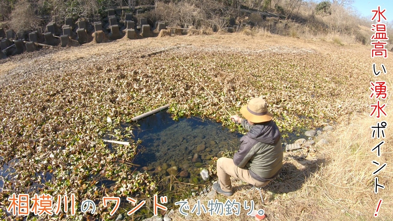 水草の下には魚がワラワラ♪ 冬でも水温が高い湧水ポイント！ 相模川のワンドで小物釣り。