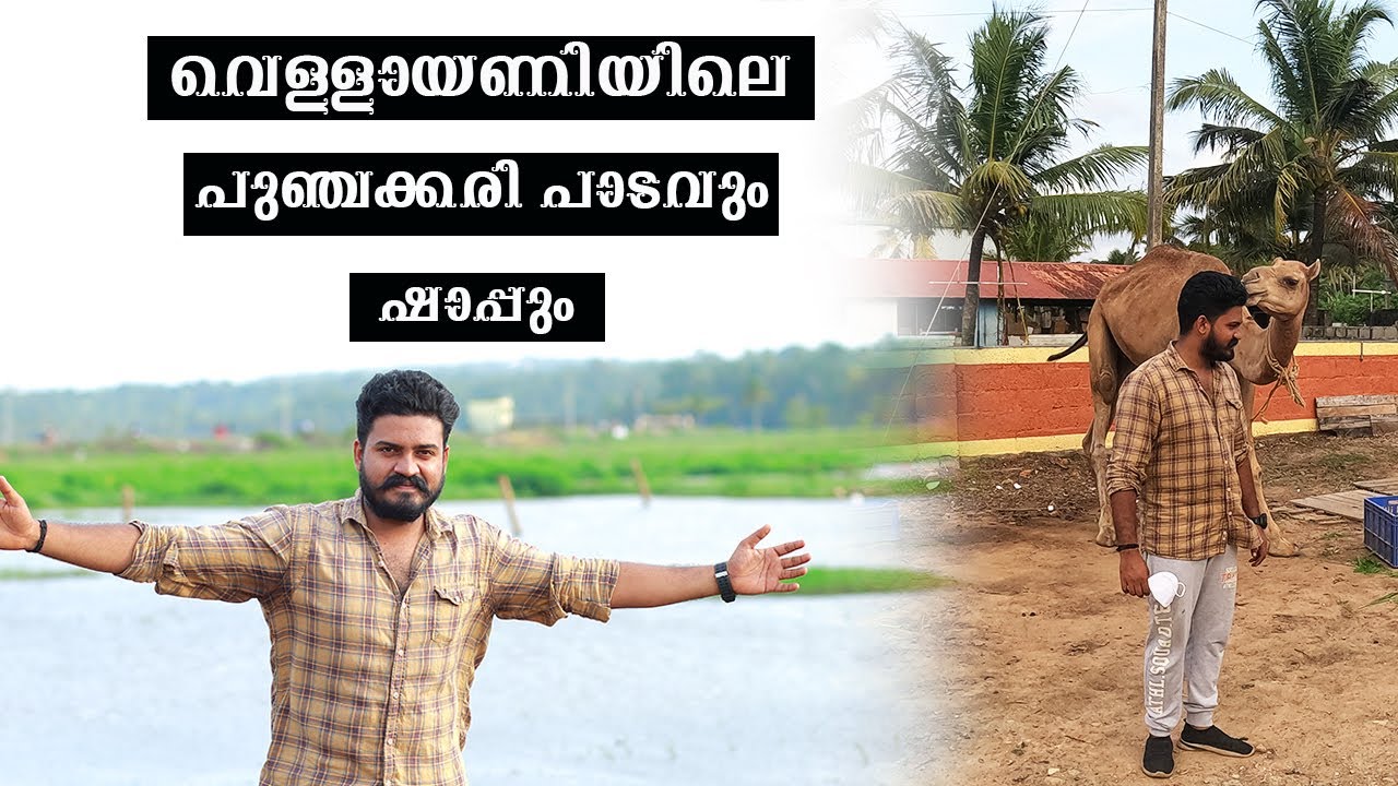 വെള്ളായണിയിലെ പുഞ്ചക്കരി പാടവും കൃഷിയും ഷാപ്പും  ll vellayani puchakkari ll video catcher #vellayani