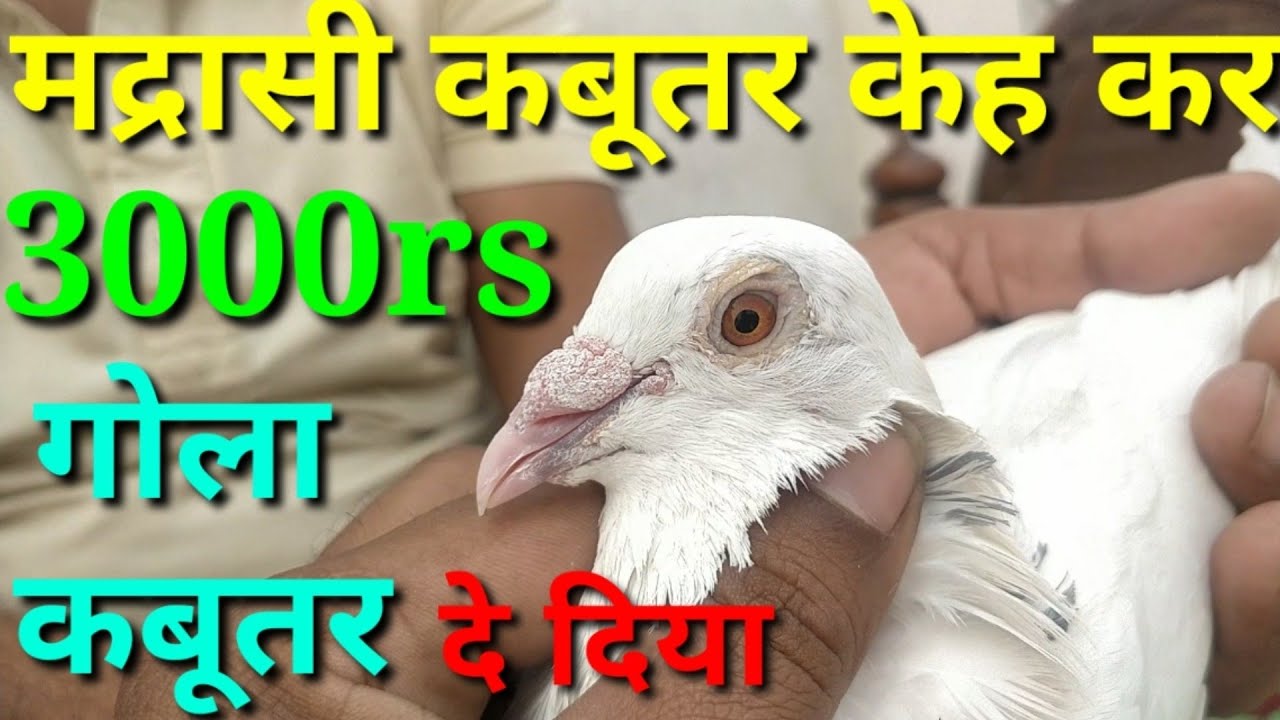 Madrasi kabootar keh kr 3000 rs ka Gola kabutar De diya