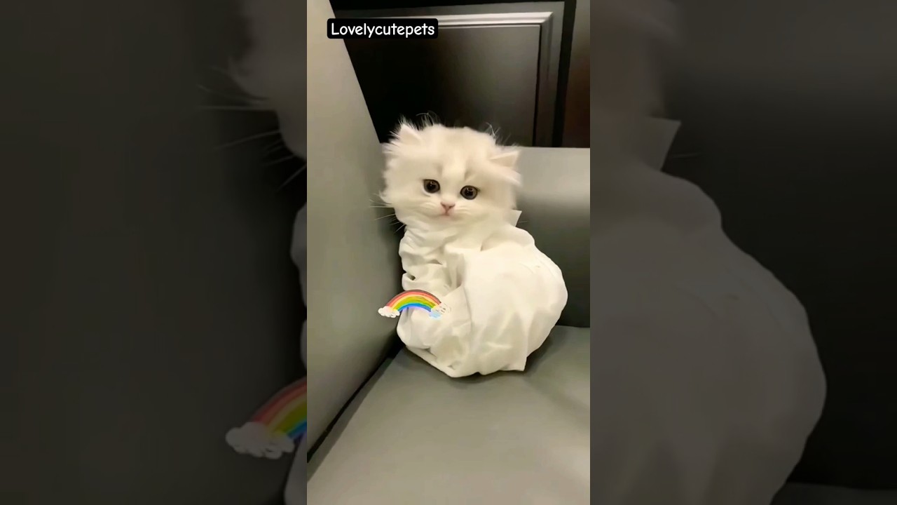 pretty cute kittens 🥰😻 #gatos #kitten #kucing #kucinglucu #cay#catlovers #trending#shorts