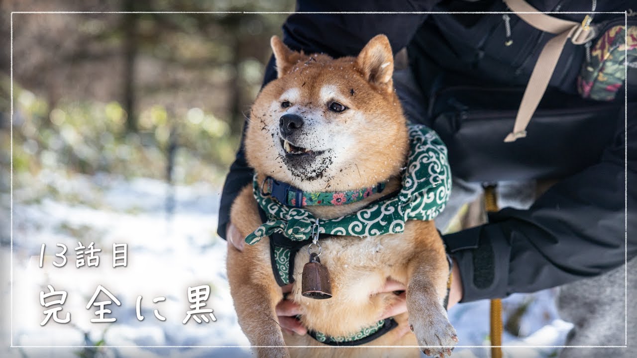 スローライフの誤算｜八ヶ岳、柴犬に泥棒ヒゲが生えた日