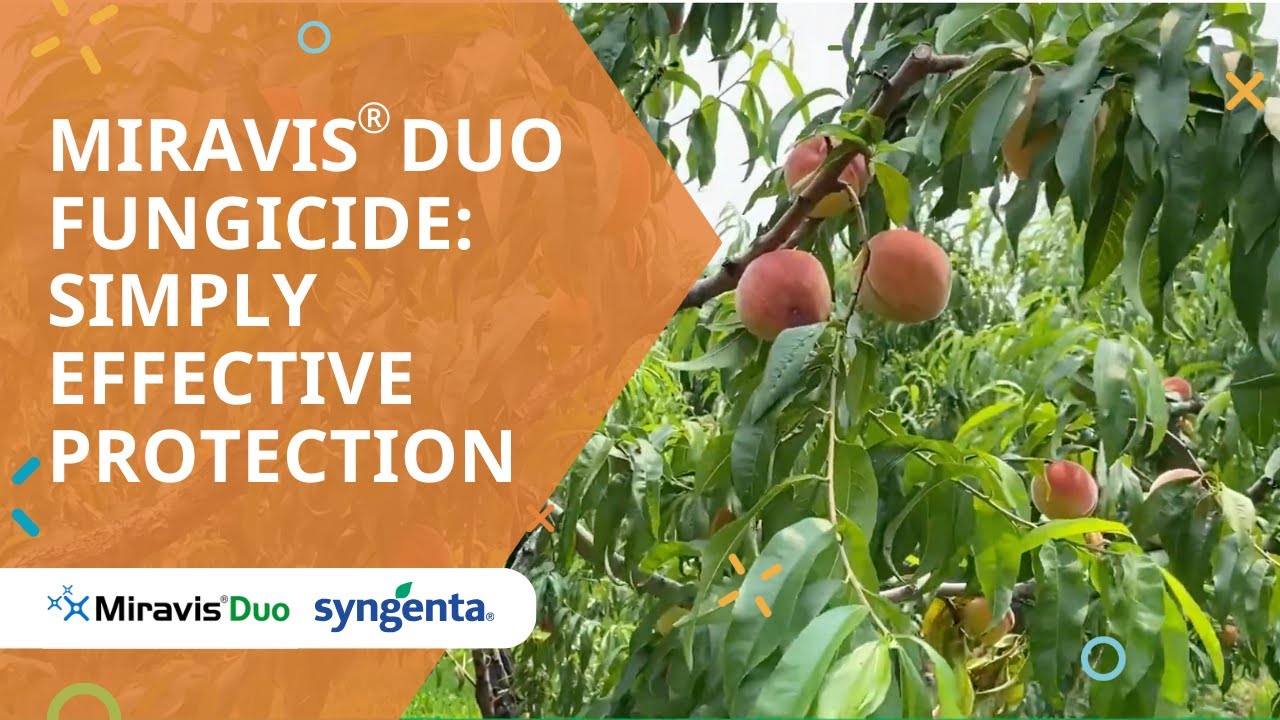 Miravis&reg; Duo fungicide: Simply effective protection
