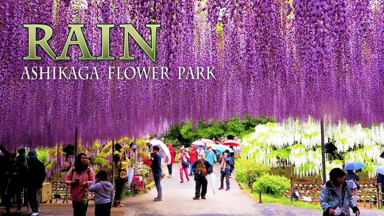 Изящный дождь и цветущие большие вистерии #wisteria #あしかがフラワーパーク