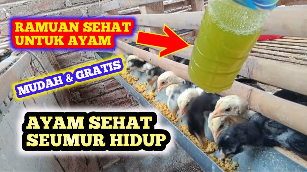 HARUSNYA DARI DULU BIKIN INI! RAMUAN ALAMI AYAM SEHAT TERUS GRATIS
