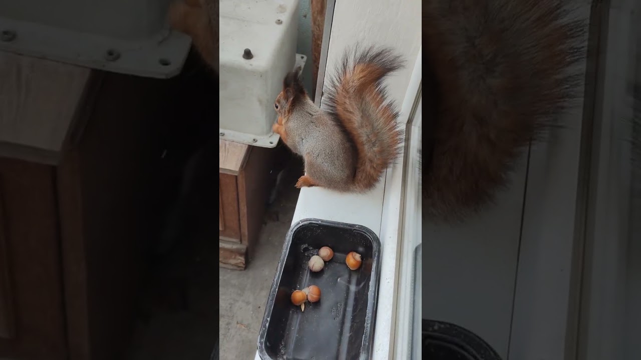 Белка работает не покладая рук, и хвоста 😊😊😊