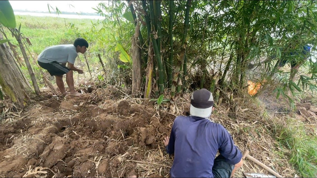 PHÁT HIỆN KHỦNG HOẢNG ĐÀN CHUỘT CỐNG NHUM DƯỚI BỤI TRE - TT1325