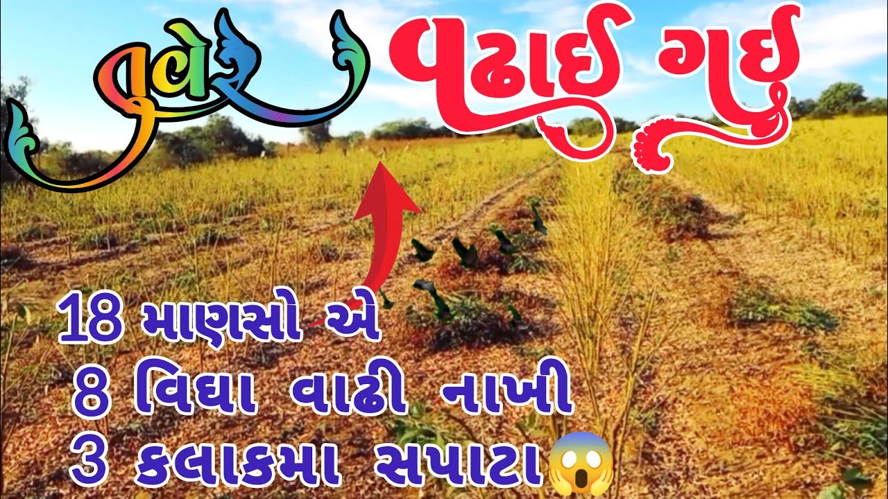 Tuver તુવેર વઢાઈ ગઈ 🥳 | Tuver તુવેર નો ઓર્ડર આવ્યો 