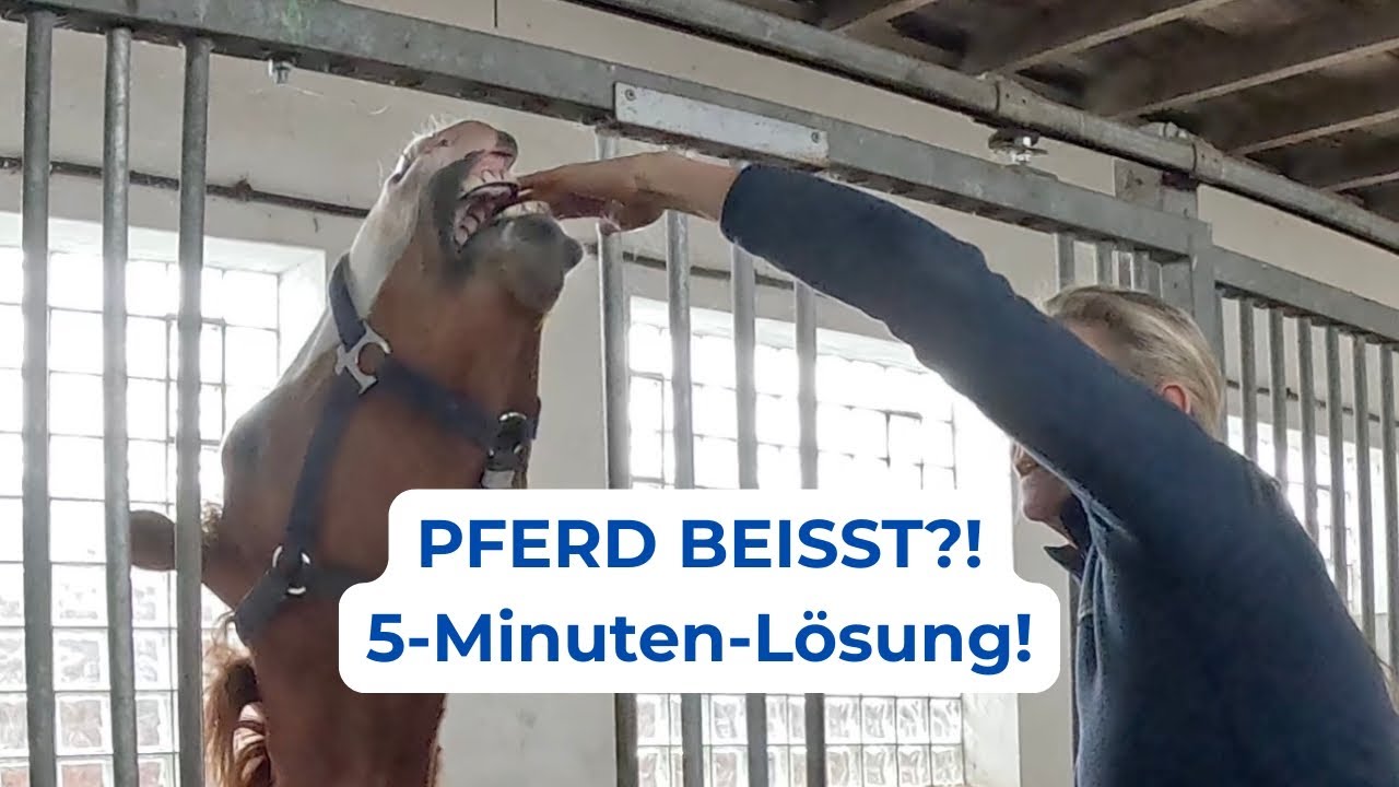 Was tun, wenn ein Pferd beißt? |  Die 5-Minuten-Lösung ohne Strafe | EBEC® Live Training