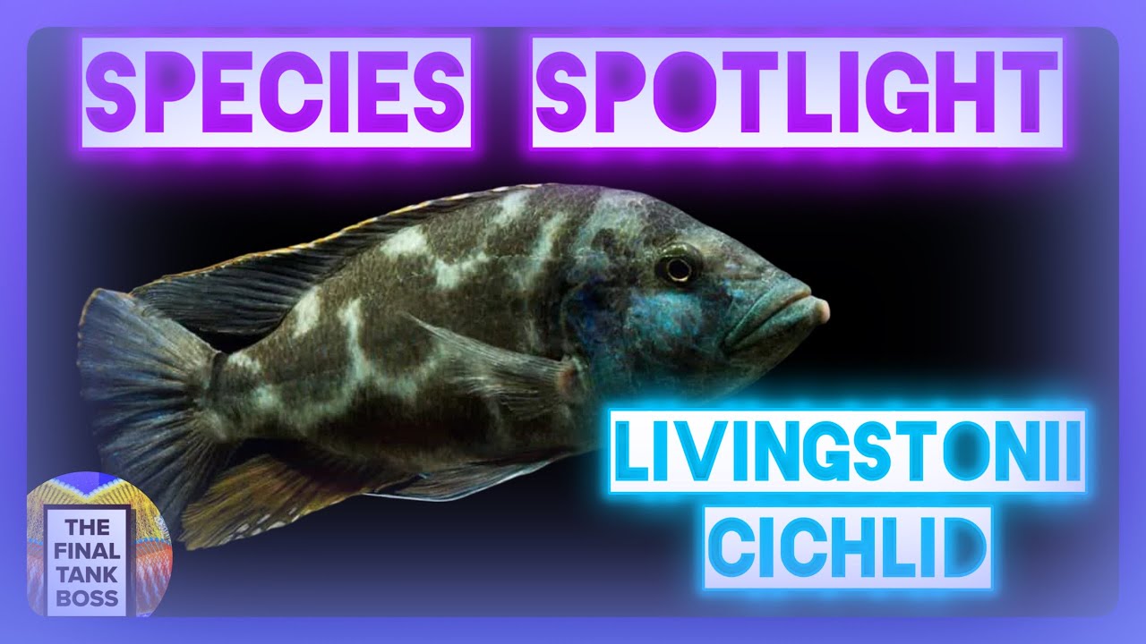 The Ultimate Guide to Livingstonii Cichlids