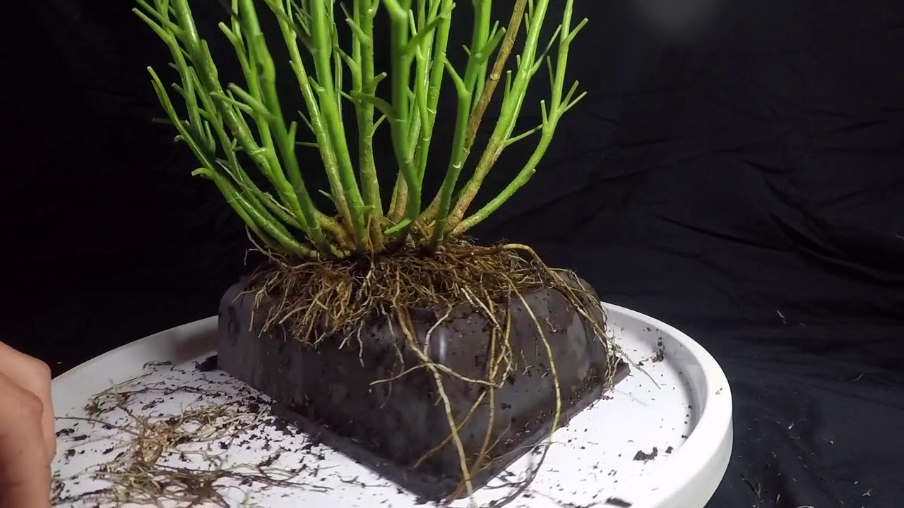Schefflera Bonsai