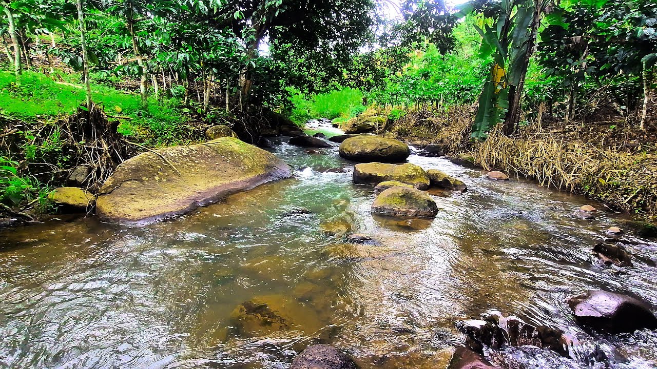 🌿 Calm Your Mind and Feel Recharged | Clear Stream Gently Passing Forest Stones