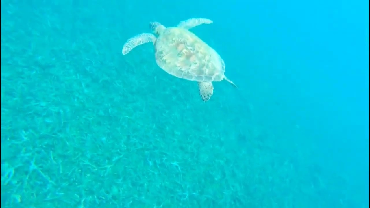 Diving deep with a giant turtle Seminyak Bali Indonesia 🇮🇩 #turtle #indonesia #bali