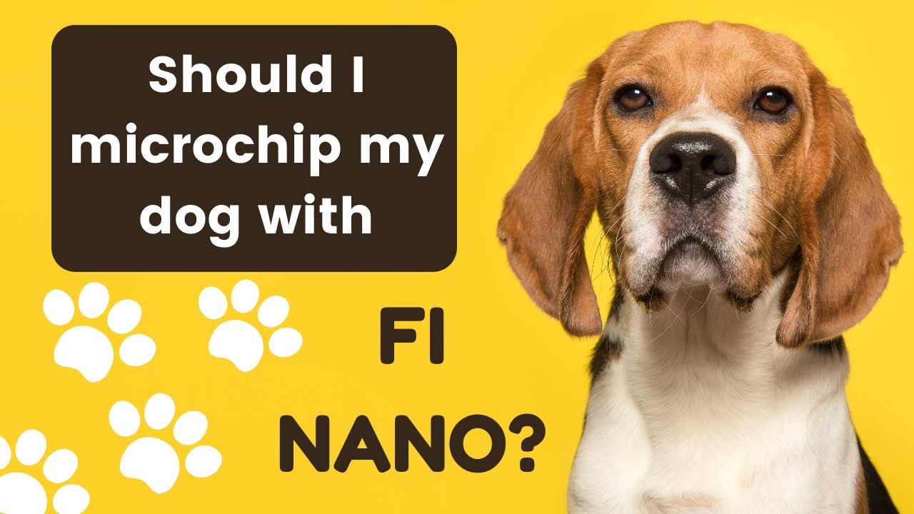 Should I microchip my dog with the Fi Nano?