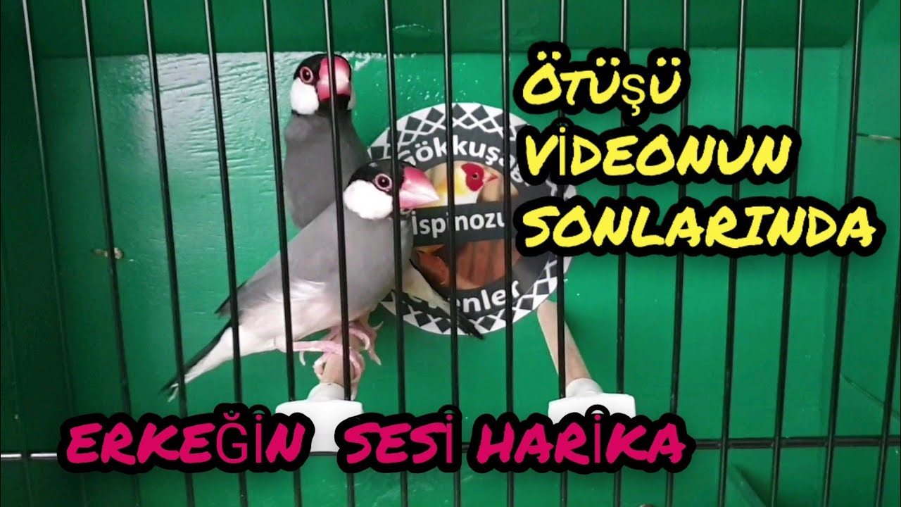 Java İspinozu Aldım | Java Finch Singing