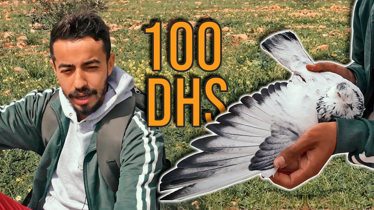 ديما كنتقولب