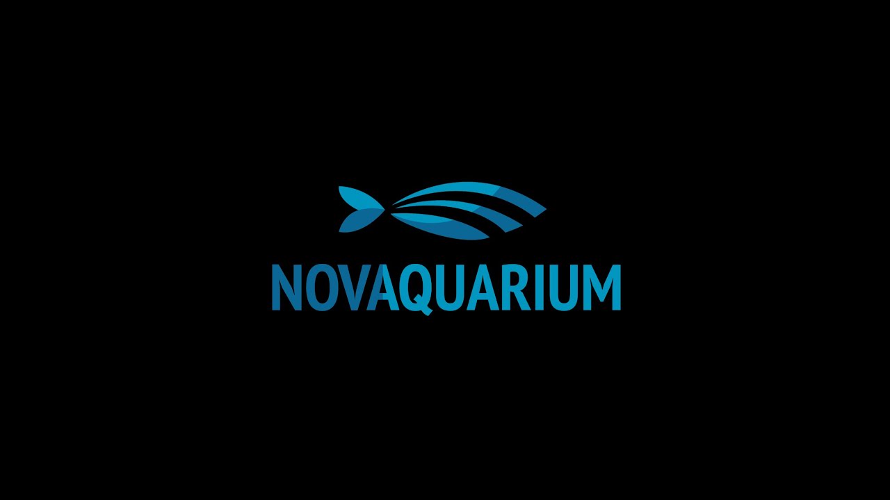 The Northern Virginia Aquarium Elasmobranchs