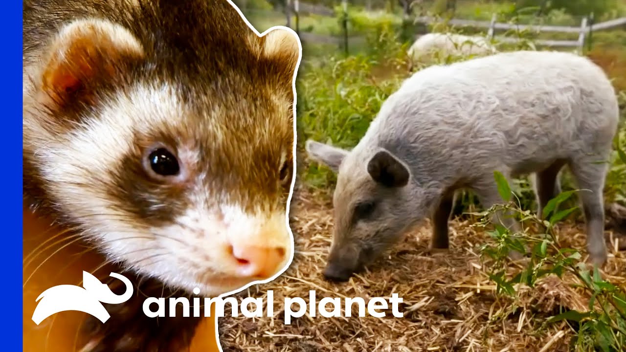 A Ferret Or A Pig: Which One Would You Rather Have As A Pet? | Animal Planet