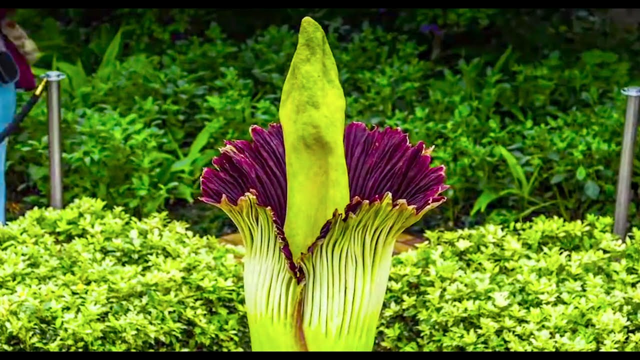 Corpse Flower Timelapse Video: Chicago Botanic Garden