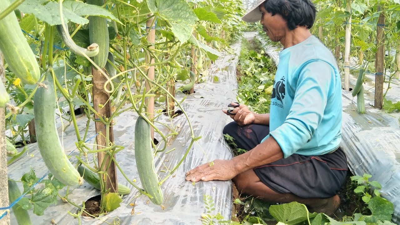 Cara Pruning Daun Timun Yang Benar