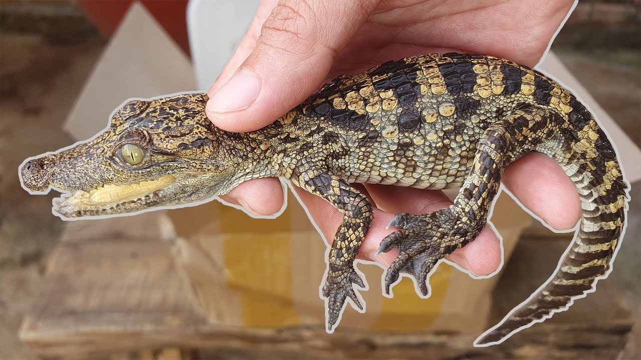 Unboxing New Crocodile/ Crocodile Baby Swims In Cement Fish Tank